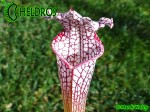 MK L19 Sarracenia Leucophylla Purple and white giant form, Route 71,Nr Altha, N.Florida,W,AH