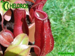 NEPENTHES BLOODY MARY
