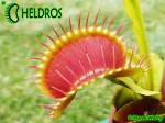 Dionaea Muscipula muchołówka BIMBO