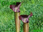 MK A22

Sarracenia Alata var. atrorubra. All red, De Soto National Forest. Large wide, red lid,WPW