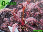Drosera Capensis ALL RED FORM