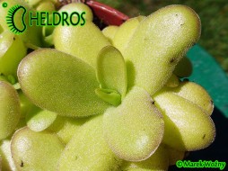 Pinguicula spec. LINZ