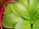 Tłustosz Pinguicula BCP Golden Eye