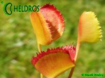 Muchołówka Dionaea VFT  Korean Melody Shark 
