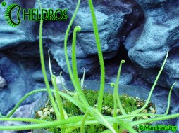 Pinguicula HETEROPHYLLA La Cienega
