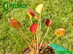 Muchołówka Dionaea Muscipula  Korean Melody Shark