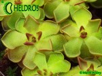 Pinguicula Tłustosz GRACILIS