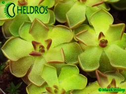 Pinguicula GRACILIS