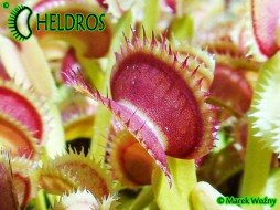 Dionaea Muscipula DRACULA - blood thirsty
