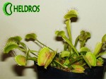 Dionaea Muscipula Muchołówka B52