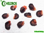 MINIROCOTO BROWN chili