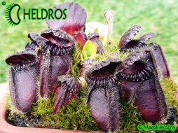 CEPHALOTUS EDEN BLACK