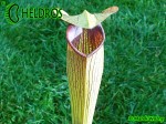 MK A21
Sarracenia Alata var. rubrioperculata. Heavy veined, red lid and throat. Perry County, MS W
