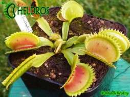 Dionaea Muscipula UK SAWTOOTH 1 - sharply