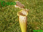 MK H121 Kapturnica Sarracenia x areolata x leucophylla JWe 2004 Stunning plant with tall white topped, green veined stocky pitchers