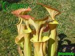 Kapturnica Sarracenia Flava var. cuprea,olive/Copper top, North Carolina,WSPW,F09