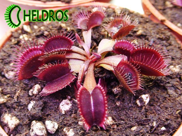 Dionaea Muscipula Muchołówka AKAI RYU - RED DRAGON