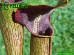 MK A22

Sarracenia Alata var. atrorubra. All red, De Soto National Forest. Large wide, red lid,WPW