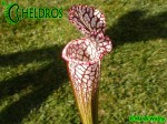 MK L28 Sarracenia Leucophylla Red  white. Large pitchers with a red peristome.