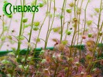 Rosiczki PELTATA dorosłe rośliny / A few adult Drosera PELTATA.