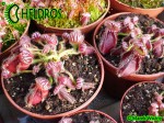 Cefalotus Bukłakowaty - CEPHALOTUS FOLLICULARIS