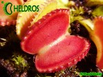 Dionaea Muscipula Muchołówka Coquillage