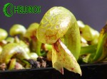 Darlingtonia Kalifornijska Darlingtonia Californica