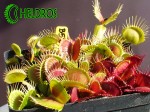 Dionaea Muscipula Muchołówka B52