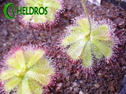 DROSERA TRINERVIA - 10 seeds