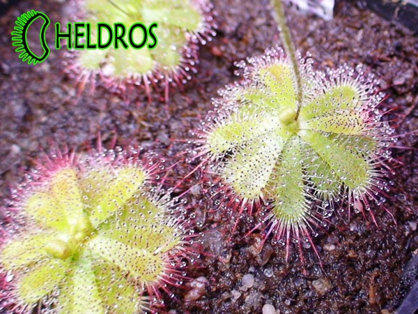 Rosiczka TRINERVIA / Drosera TRINERVIA.