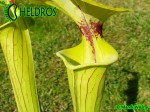 MK F35	Sarracenia Flava var. ornata,Gulf Coast. Heavy veins, Apalachicola National Forest, FL. W,AH An Alan Hindle plant acquired by MK in 1993.  Fine maroon veins and splash of maroon in throat. 
