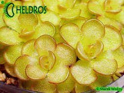 Pinguicula RETICULATA Aramberri, Mexico