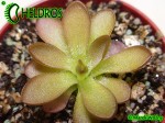 Tłustosz pinguicula cv. Crystal