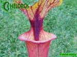 MK F112 Sarracenia Flava var. rubricorpora, Apalachicola National Forest, FL. Giant red tube,WPM,F39C