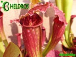 Kapturnica Sarracenia FIONA