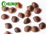 MIMOSA PUDICA offered seeds. MIMOZA PUDICA WSTYDLIWA oferowane nasiona.