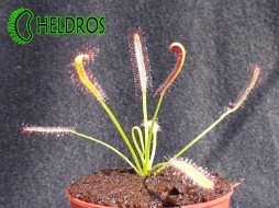 DROSERA CAPENSIS - typical reddish carni