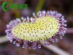 DROSERA PROLIFERA - rare plant