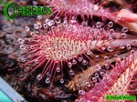 Drosera rosiczka spatulata Hong Kong var loureirii