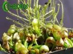 Darlingtonia Kalifornijska Darlingtonia Californica