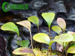 Utricularia QUELCHII - Ilu Tepui