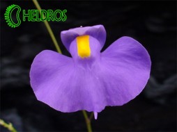 UTRICULARIA LONGIFOLIA - 20 seeds