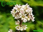 CEPHALOTUS FOLLICULARIS flowers with ants.