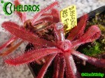 Rosiczka Drosera ASCENDENS RED Form - hairy
