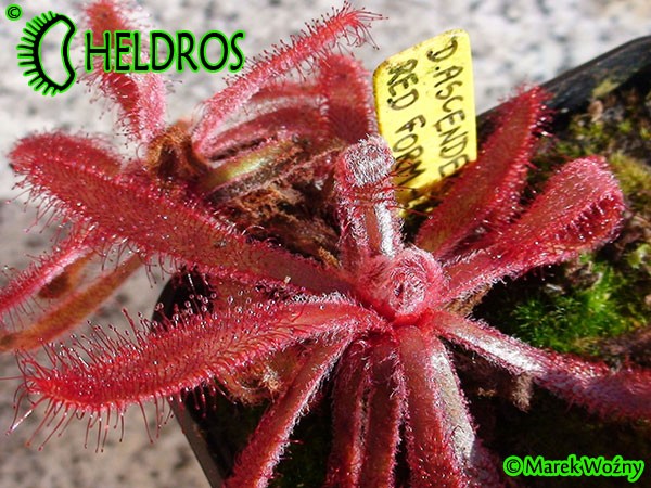 Rosiczka Drosera ASCENDENS RED Form - hairy