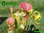 MK F27B Sarracenia Flava var. atropurpurea All red form, Blackwater River State Forest, FL. W,AP