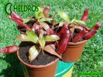 Nepenthes Dzbanecznik BLOODY MARY