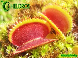 Dionaea Muscipula GIANT CLAM