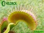 Dionaea Muscipula muchołówka BIMBO