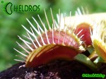 Dionaea Muscipula Muchołówka Phalanx
